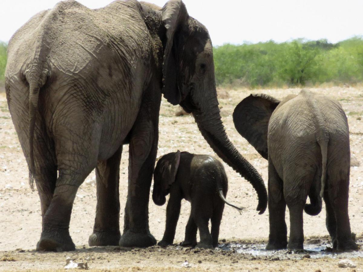 Etosha Safari Camping2Go Okaukuejo Kültér fotó